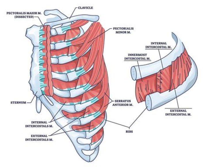 Which nerves stimulate the diaphragm and external intercostal muscles to contract?