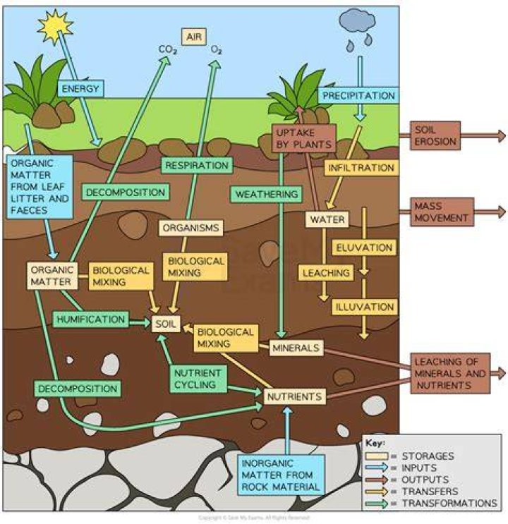 Which of the following are major components of soil except?