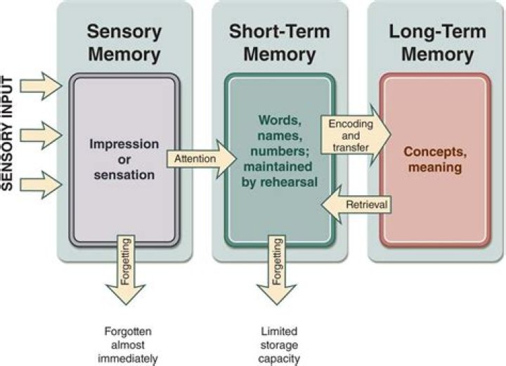 Which process transfers information from sensory memory to short-term memory?