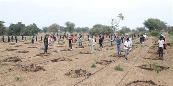 Which tree plantation is profitable in India?