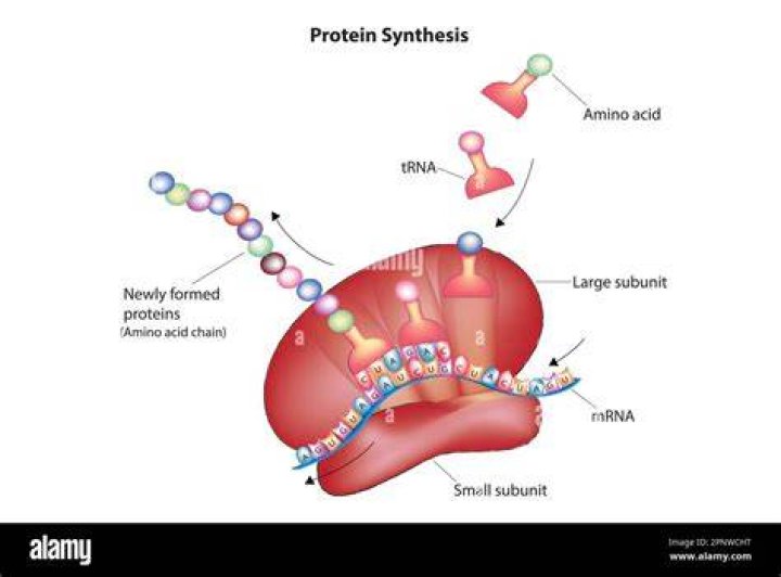 Which two cell structures work together in the process of protein synthesis?