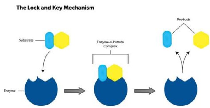 Which two substances bind using a lock and key mechanism?