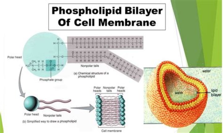 Which type of molecule forms a lipid bilayer within a cell membrane?