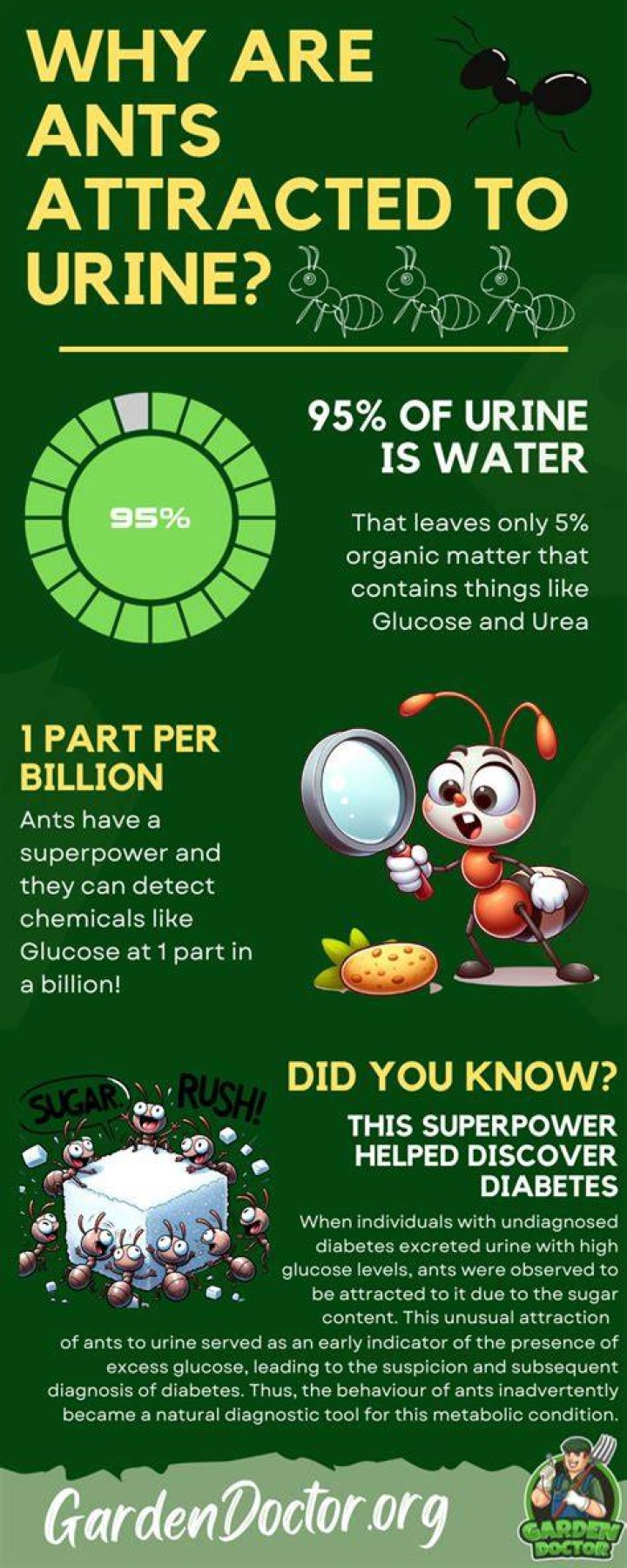 Why are ants attracted to my urine?