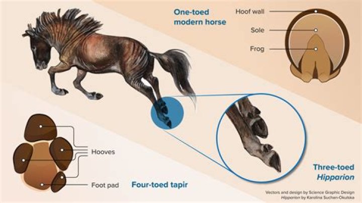 Why are horses called GGS?