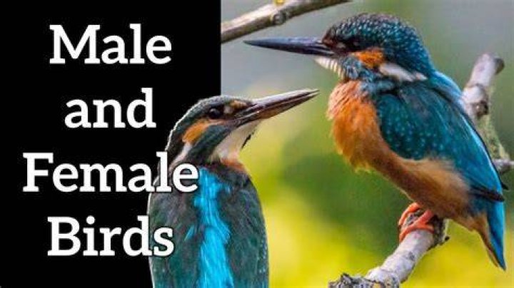 Why are male birds prettier than females?
