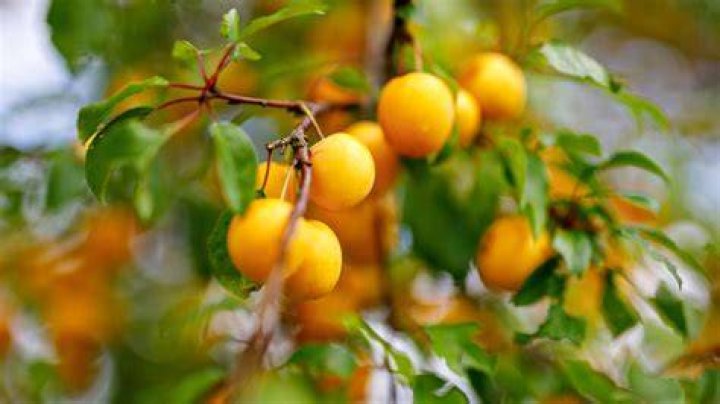 Why are mirabelle plums banned in the US?