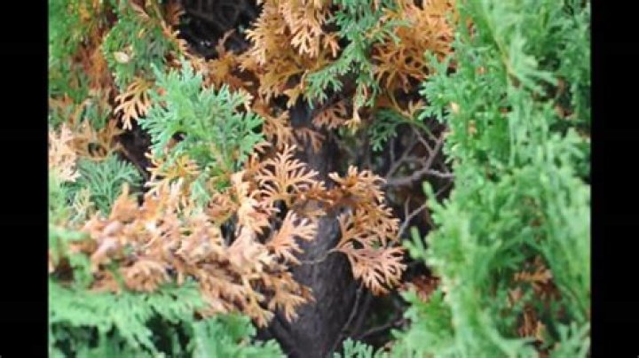Why are my arborvitae turning orange?