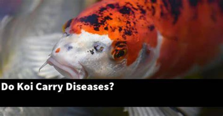Why are my koi rubbing?