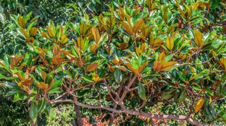 Why are my magnolia leaves turning yellow?