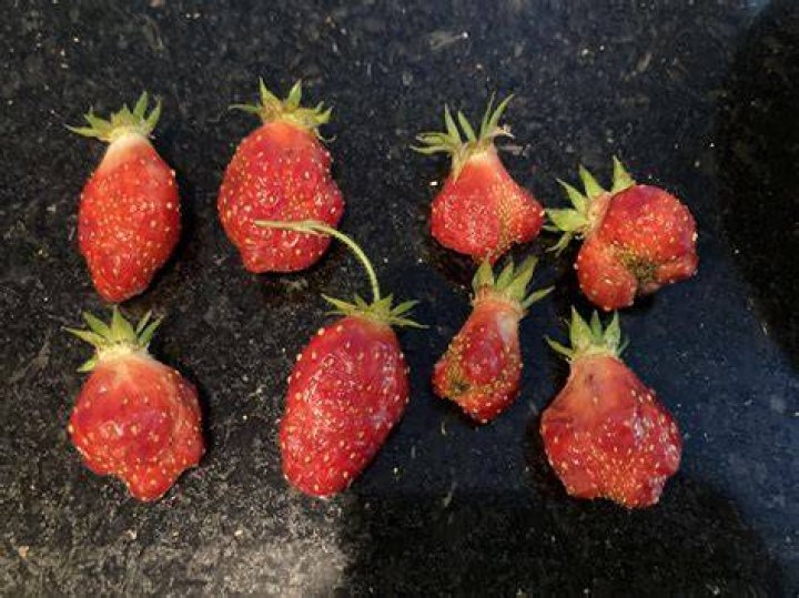 Why are my strawberries shriveling up?