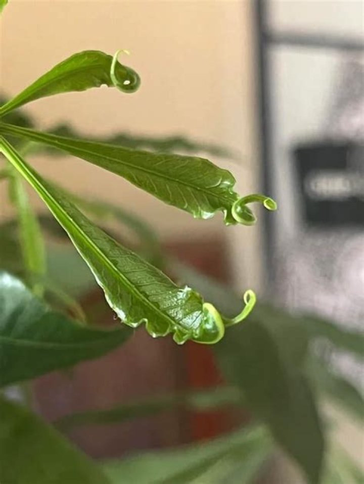 Why are my tulip tree leaves curling?