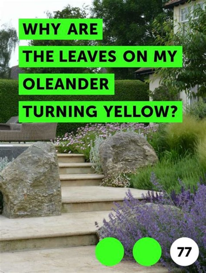 Why are the leaves on my oleander turning yellow?