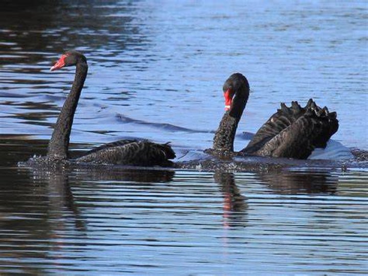 Why are there only black swans in Australia?
