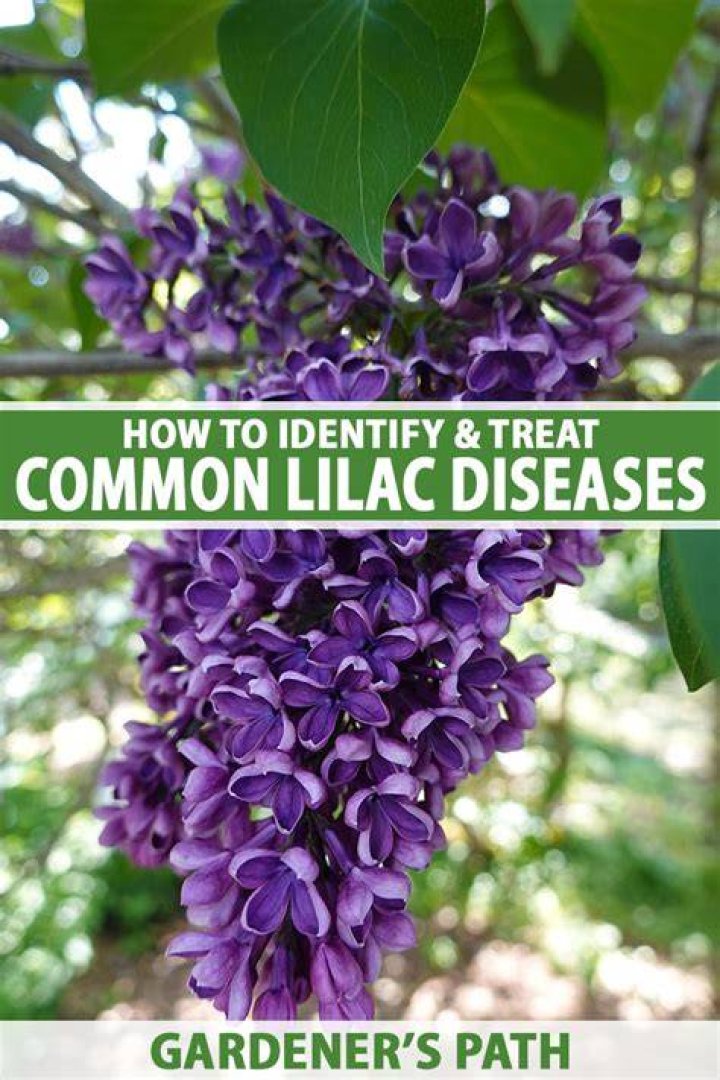 Why did my purple lilac turn white?
