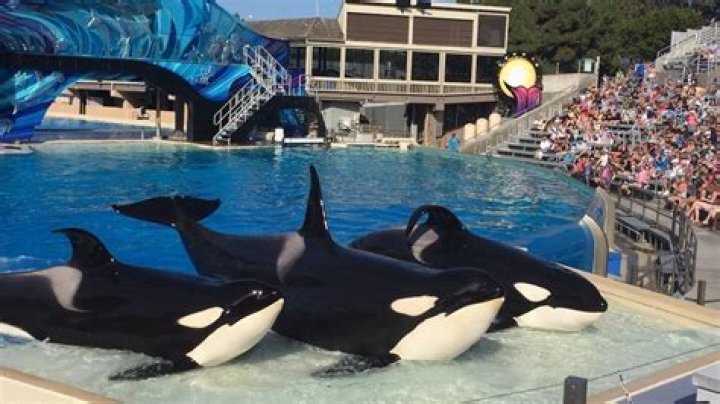 Why did SeaWorld shut down?