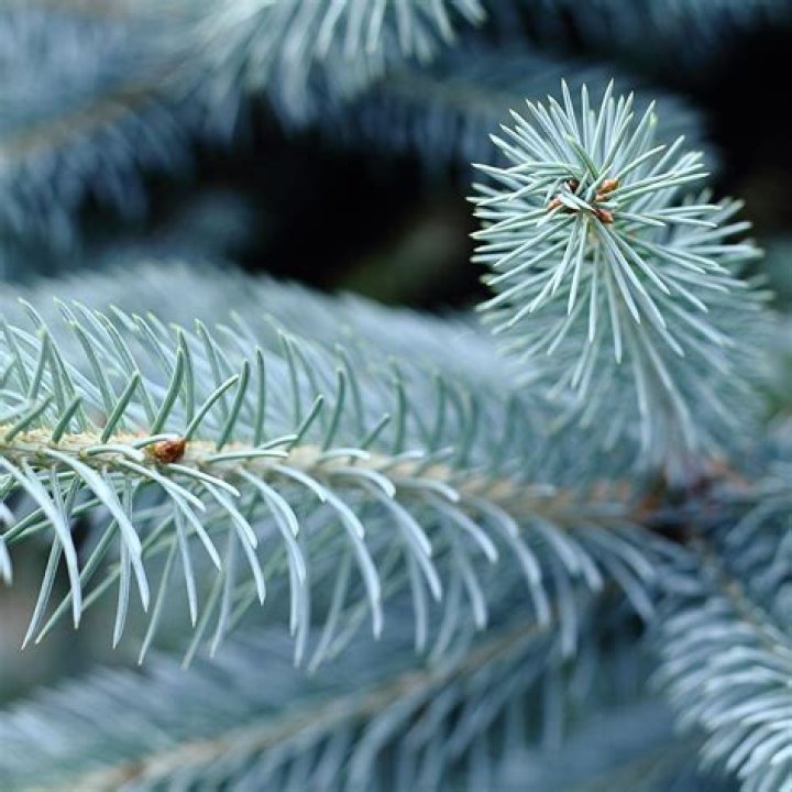 Why do blue spruce needles fall?