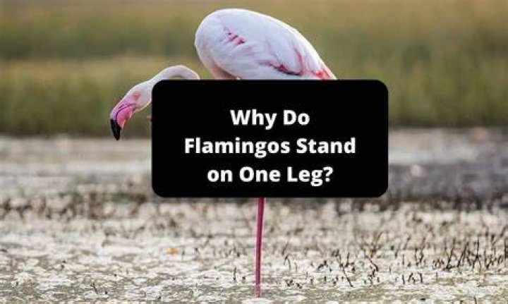 Why do flamingos use one leg?