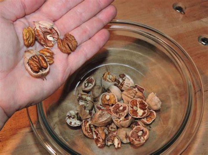 Why do hickory nuts fall early?