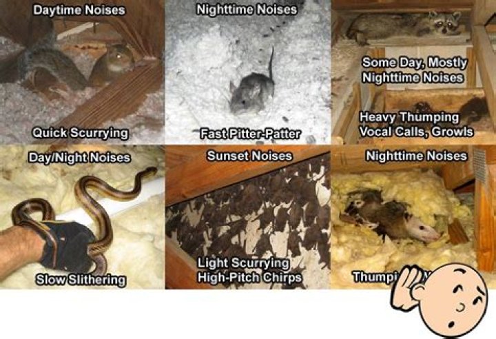 Why do I hear scratching in my walls at night?