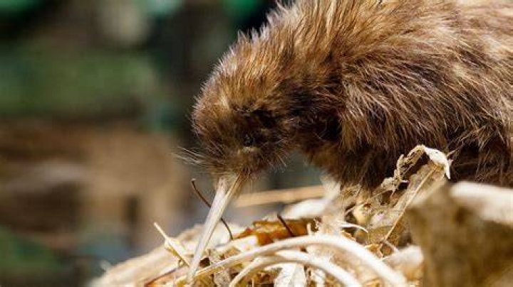 Why do Kiwis have feet?