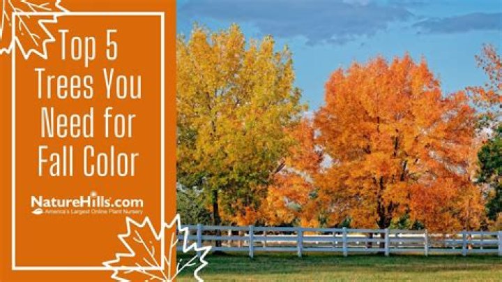 Why do maple trees change color?