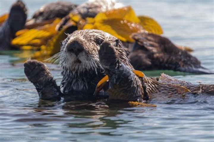Why do otters eat on their backs?