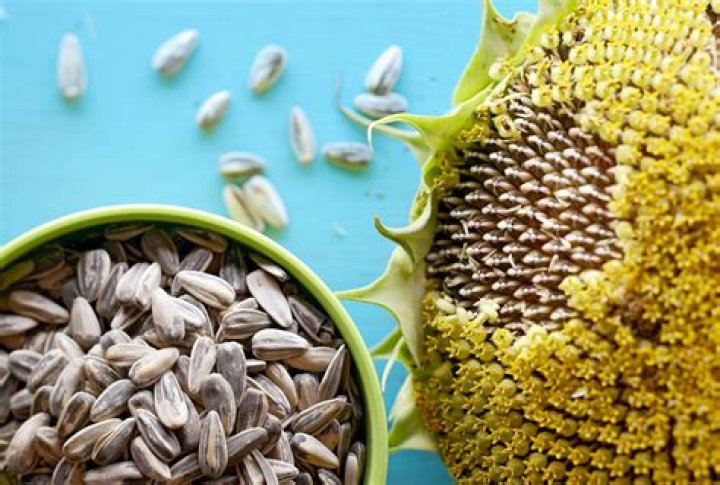 Why do sunflower seeds make me poop?