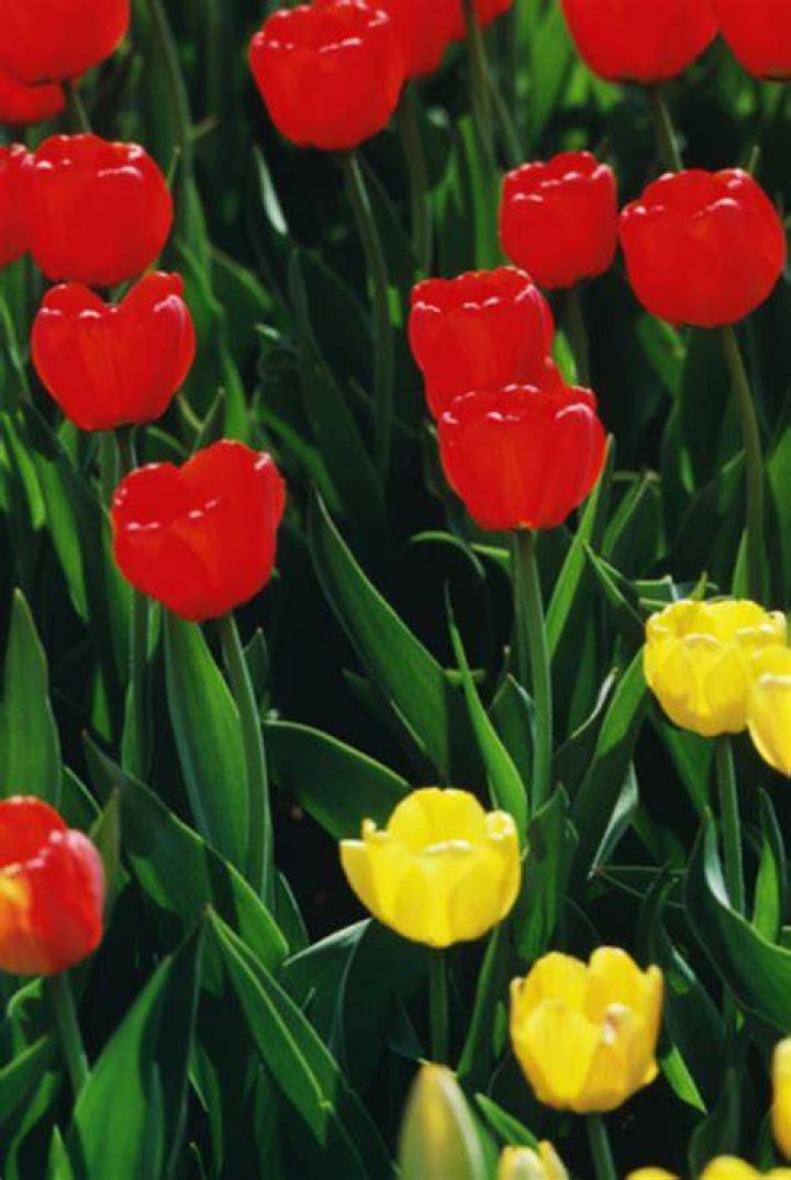 Why do tulips change color?