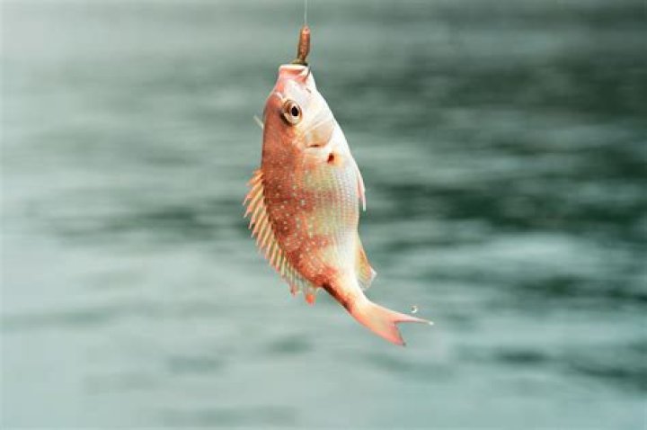 Why does distilled water kill fish?