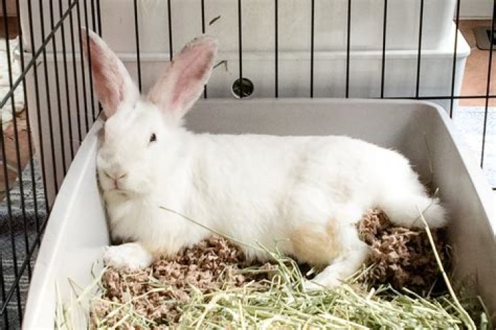 Why does my rabbit lay in his litter box?