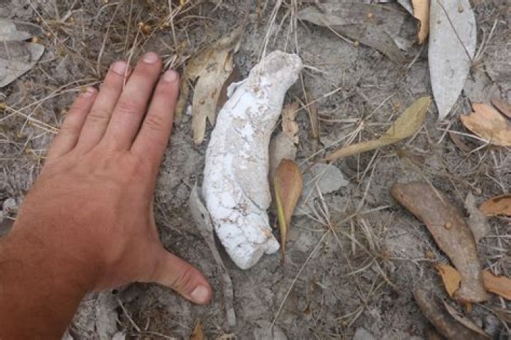 Why is crocodile poop white?