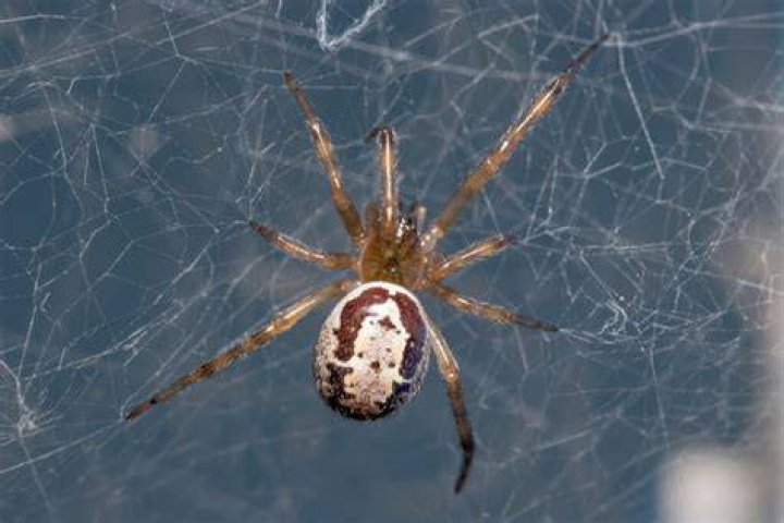 Why is it called a sun spider?