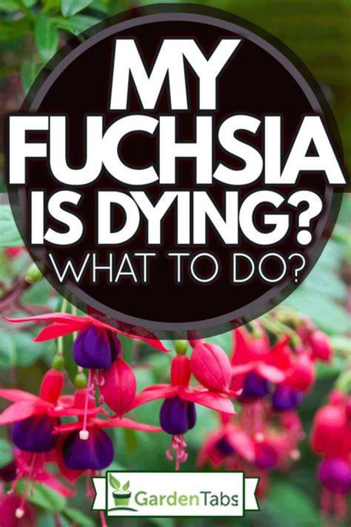 Why is my fuchsia dying?