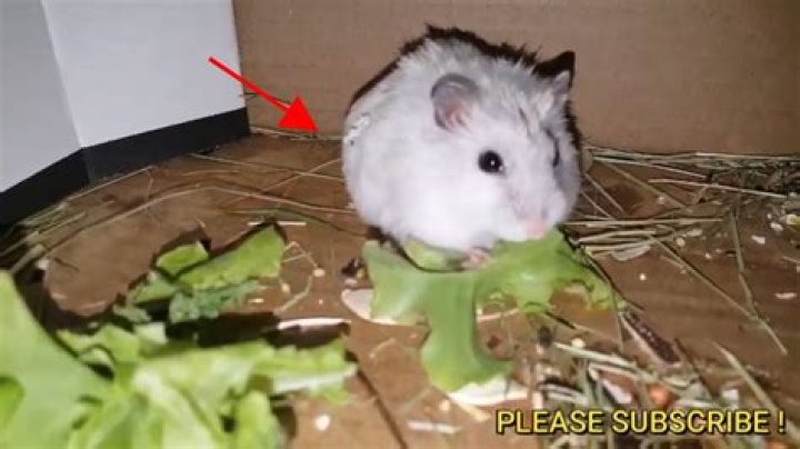 Why is my hamster making weird noises when he breathes?