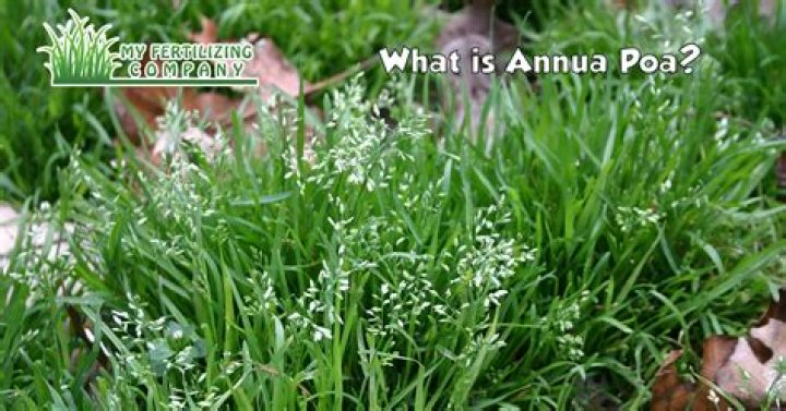 Why is POA Trivialis bad?