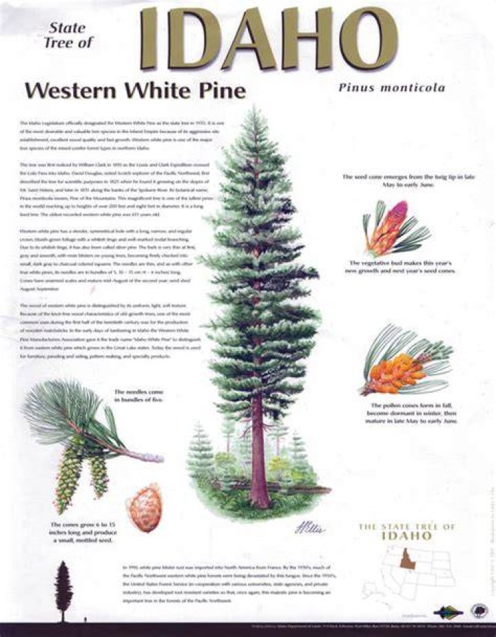 Why is the Western white pine Idaho state tree?
