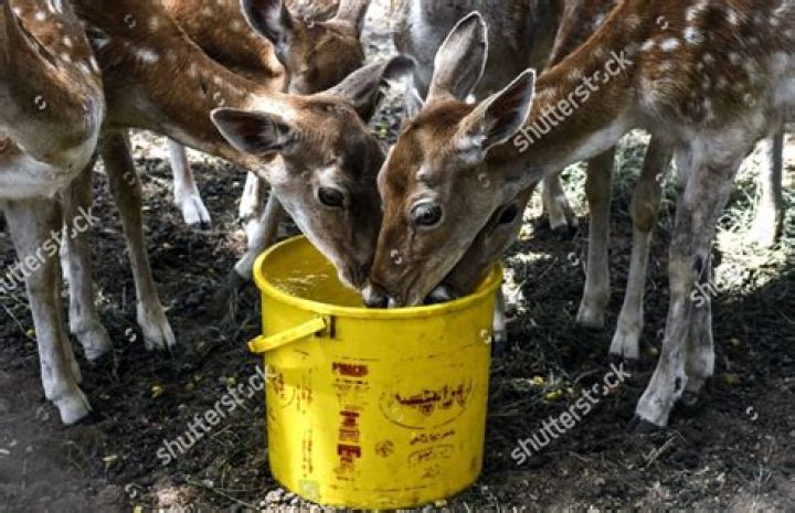 Will deer drink from a water trough?