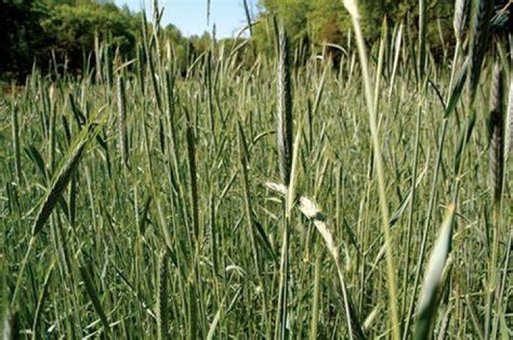 Will deer eat rye grass?