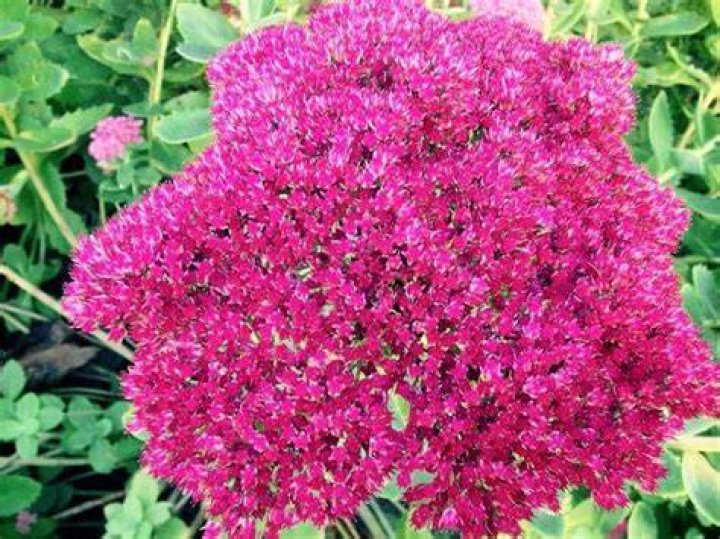 Will deer eat sedum?