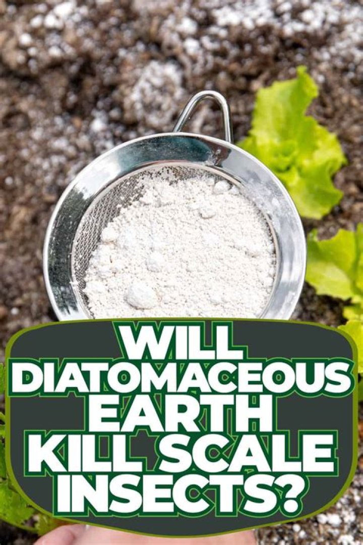 Will diatomaceous earth kill squash vine borers?