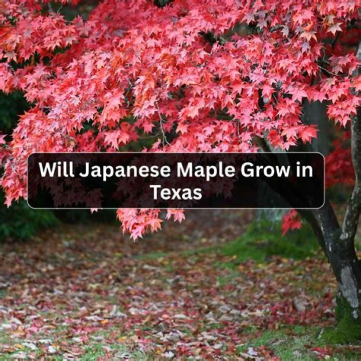Will Japanese maple grow in Texas?