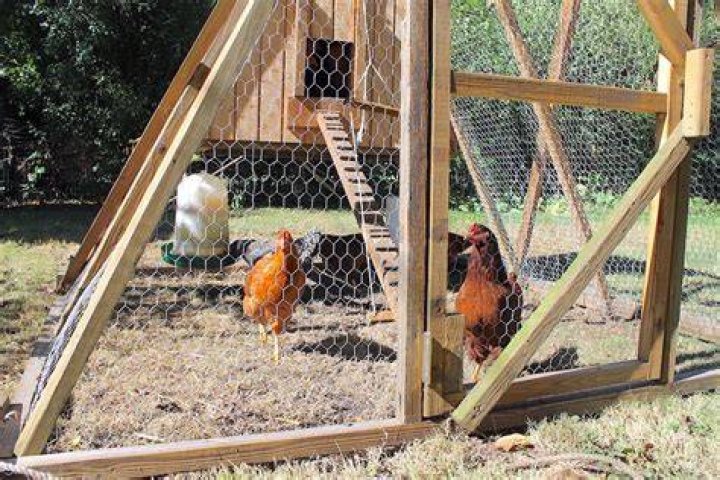 Will lights keep predators away from chickens?