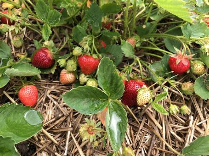 Will vinegar kill wild strawberries?